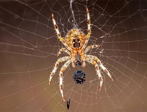Dedetização de Aranhas em São Rafael