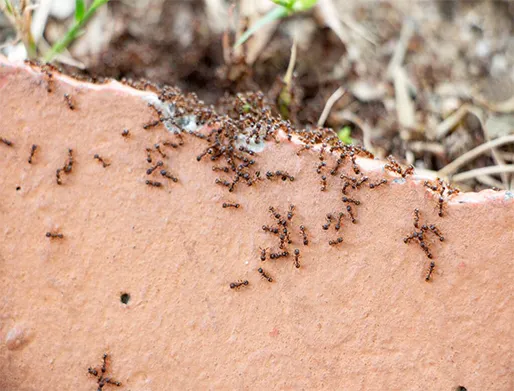 Dedetização de Formigas em São Rafael