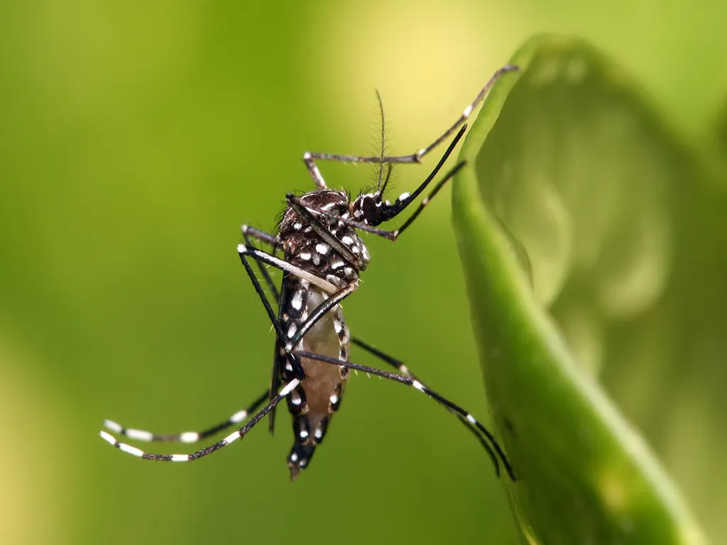 Dedetização de Mosquitos em São Rafael