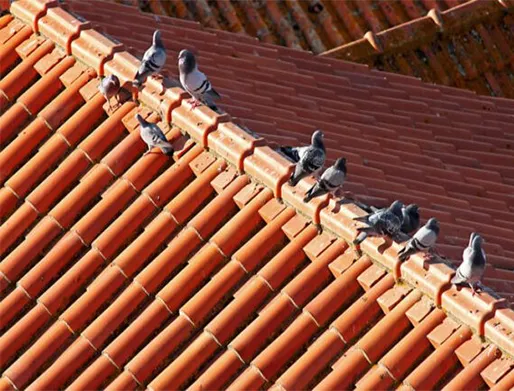 Dedetização de Pombos em São Rafael