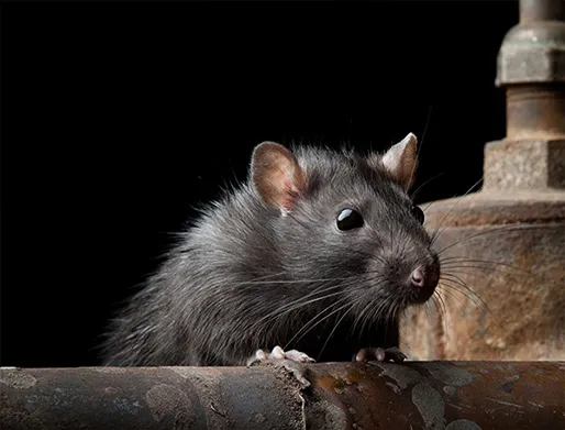 Dedetização de Ratos em São Rafael